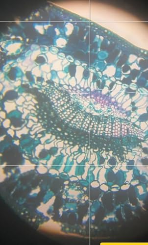 Excellent Microscope for Homeschool Science Labs