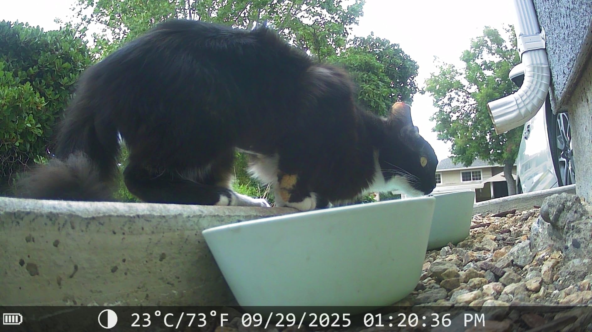 Very nice trail cam.