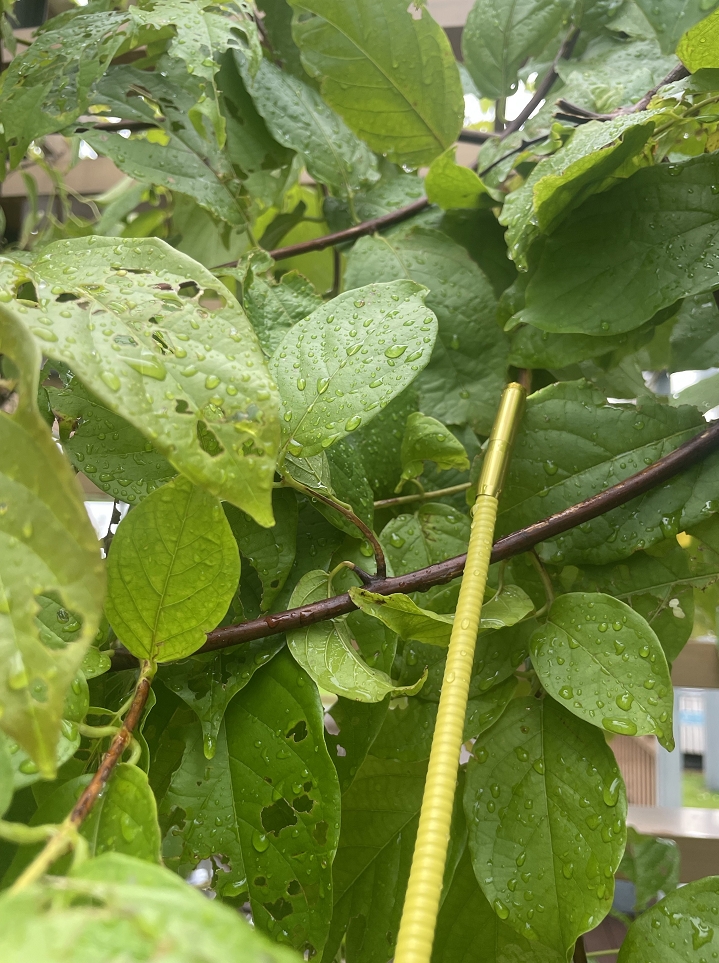 So Much Fun! Even Helped Me Find My Cat!