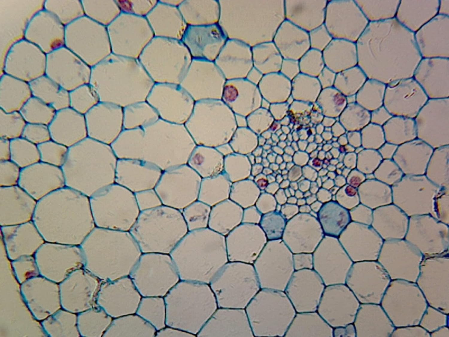 Nice microscope and easy to use!